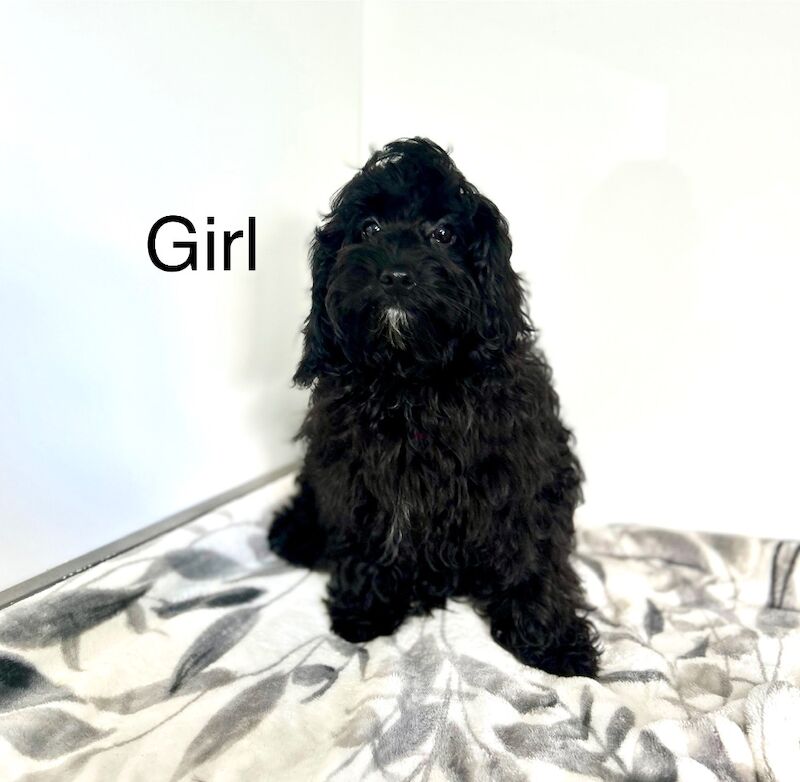 Cockapoo puppies for sale in Wisbech, Cambridgeshire – 6 months old