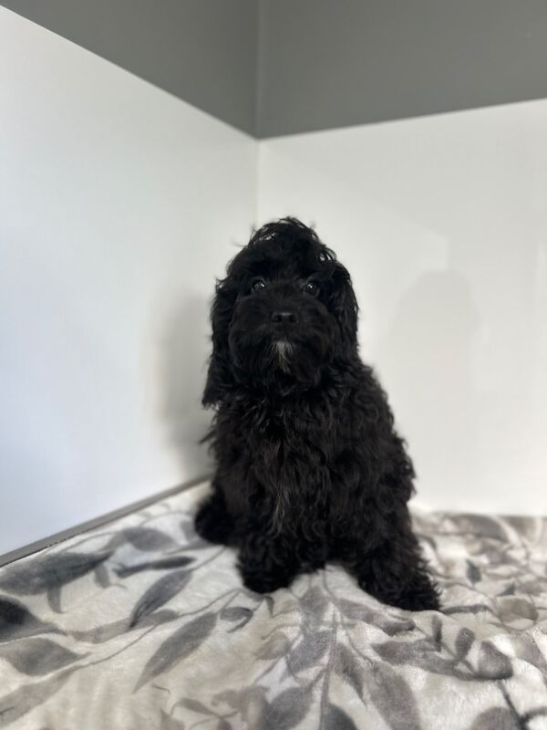 Cockapoo puppies for sale in Wisbech, Cambridgeshire – 6 months old - Image 2 of 9