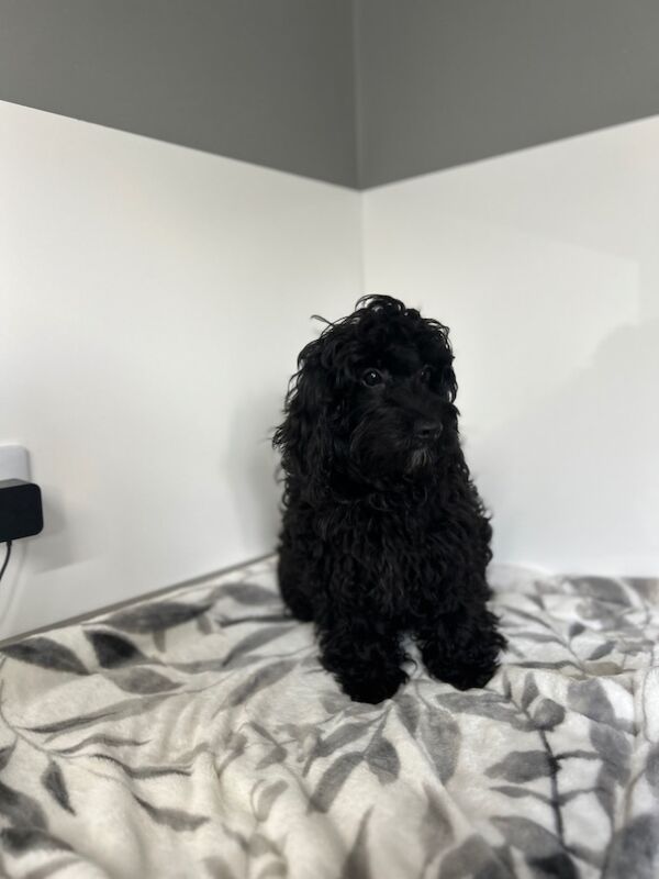 Cockapoo puppies for sale in Wisbech, Cambridgeshire – 6 months old - Image 3 of 9