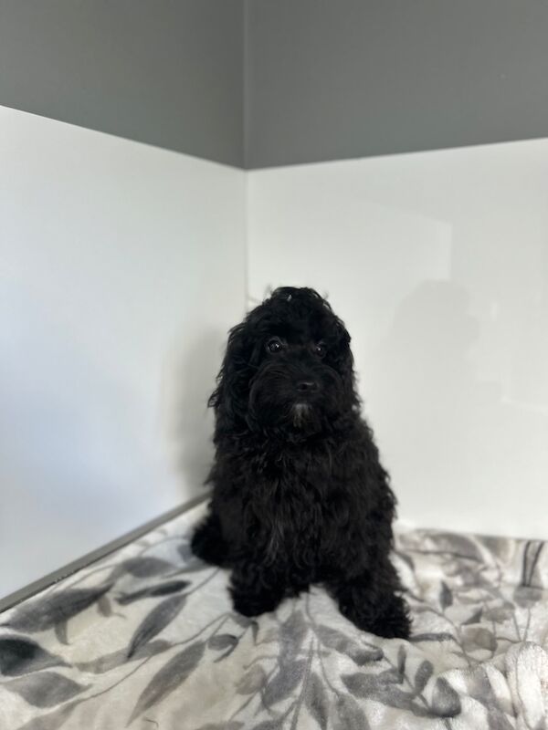 Cockapoo puppies for sale in Wisbech, Cambridgeshire – 6 months old - Image 5 of 9