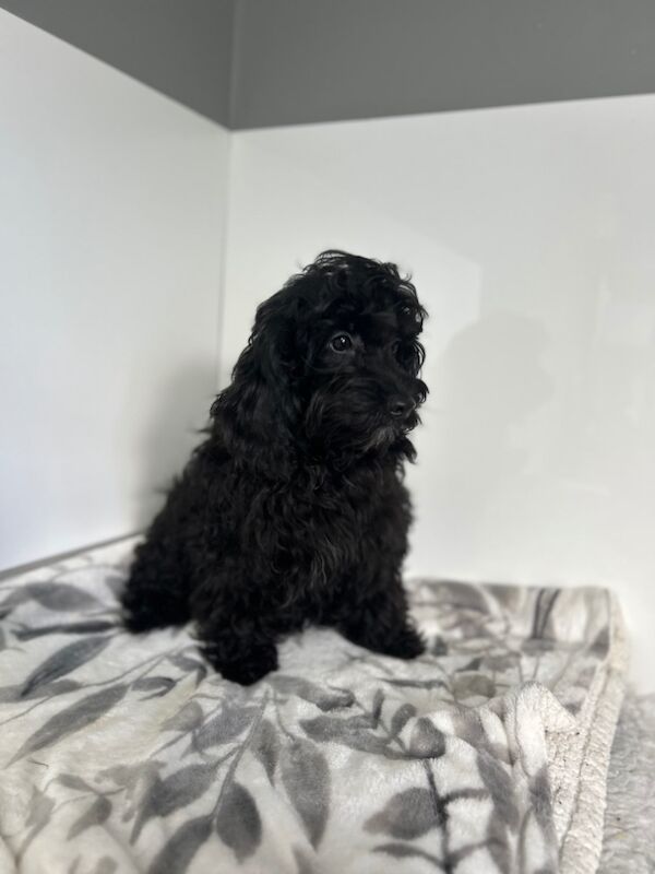 Cockapoo puppies for sale in Wisbech, Cambridgeshire – 6 months old - Image 6 of 9