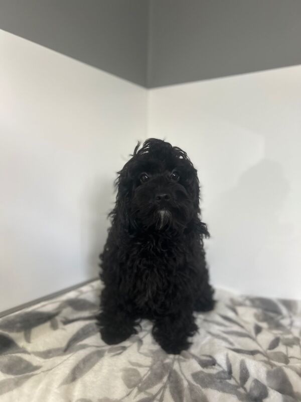 Cockapoo puppies for sale in Wisbech, Cambridgeshire – 6 months old - Image 7 of 9