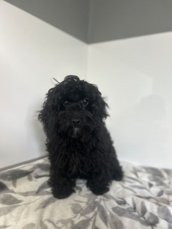 Cockapoo puppies for sale in Wisbech, Cambridgeshire – 6 months old - Image 8 of 9