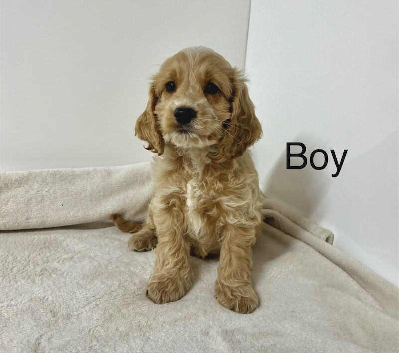 Cockapoo puppies for sale in Wisbech, Cambridgeshire – 12 weeks old