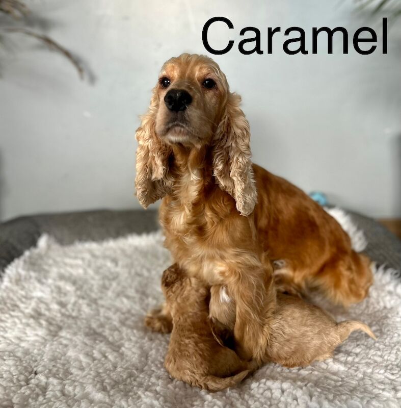 Cockapoo puppies for sale in Wisbech, Cambridgeshire – 12 weeks old - Image 2 of 4