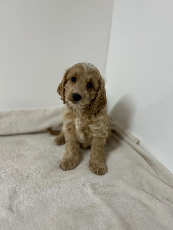 Cockapoo puppies for sale in Wisbech, Cambridgeshire – 12 weeks old - Image 3 of 4