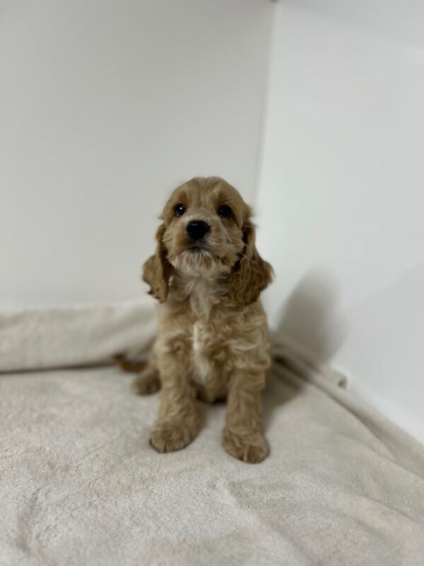 Cockapoo puppies for sale in Wisbech, Cambridgeshire – 12 weeks old - Image 4 of 4
