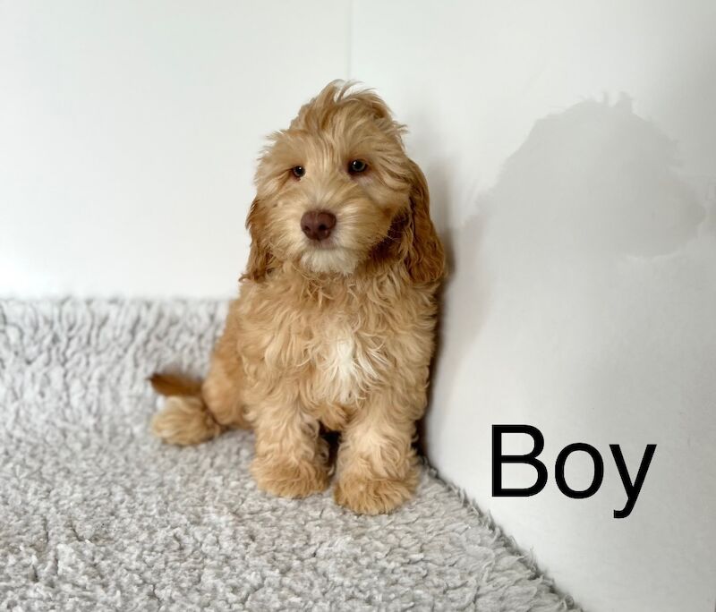 Cockapoo puppies for sale in Wisbech Cambridgeshire – 12 weeks old