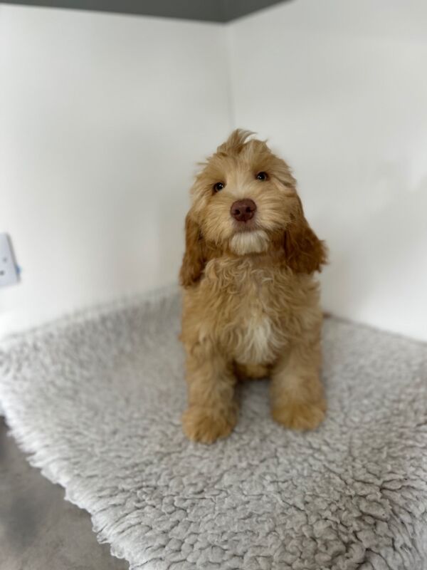 Cockapoo puppies for sale in Wisbech Cambridgeshire – 12 weeks old - Image 3 of 6