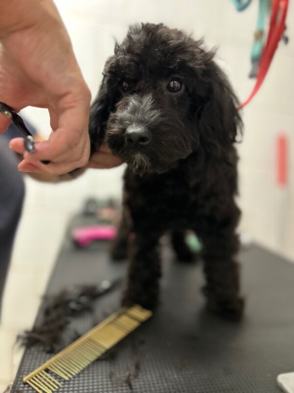 Cockapoo puppies for sale in Wisbech, Cambridgeshire – 6 months old