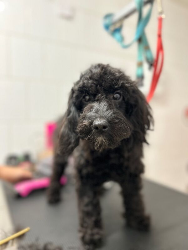 Cockapoo puppies for sale in Wisbech, Cambridgeshire – 6 months old - Image 2 of 7