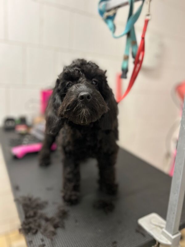 Cockapoo puppies for sale in Wisbech, Cambridgeshire – 6 months old - Image 3 of 7
