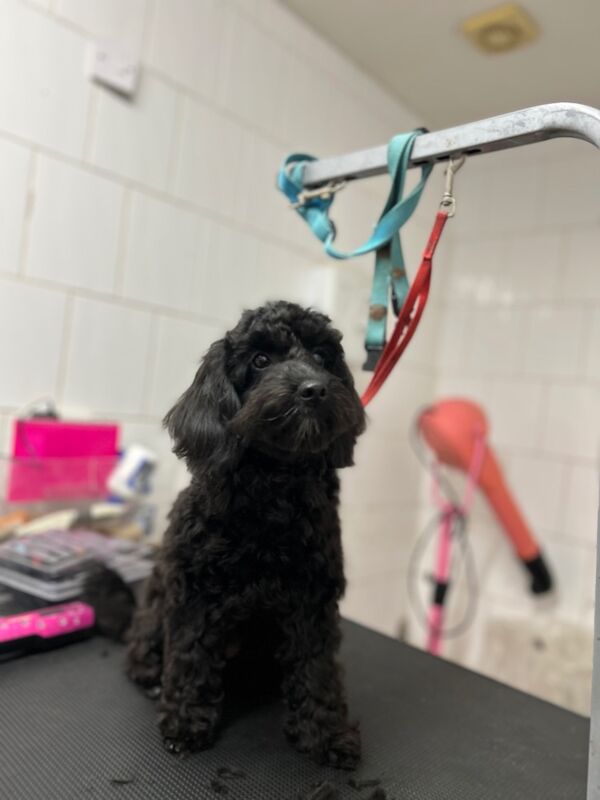 Cockapoo puppies for sale in Wisbech, Cambridgeshire – 6 months old - Image 4 of 7