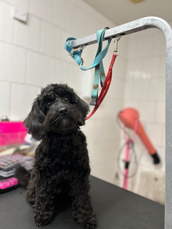 Cockapoo puppies for sale in Wisbech, Cambridgeshire – 6 months old - Image 5 of 7