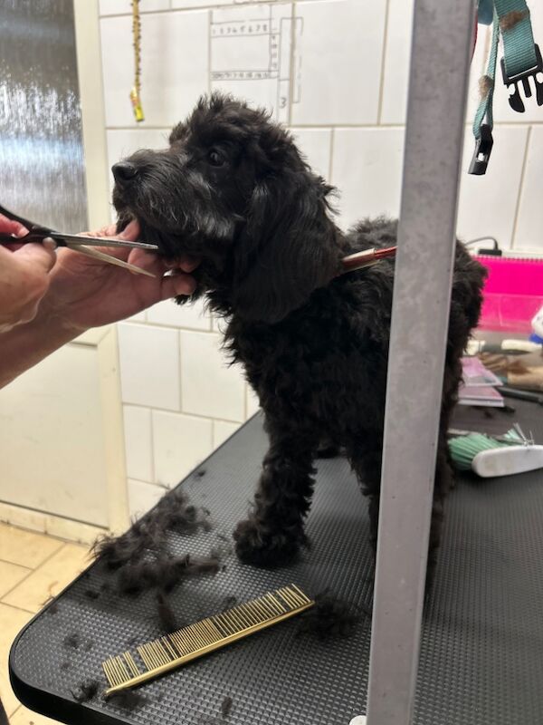 Cockapoo puppies for sale in Wisbech, Cambridgeshire – 6 months old - Image 6 of 7