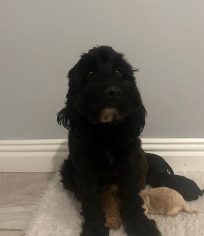 Cockapoo puppies for sale in Wisbech, Cambridgeshire – 6 months old - Image 7 of 7