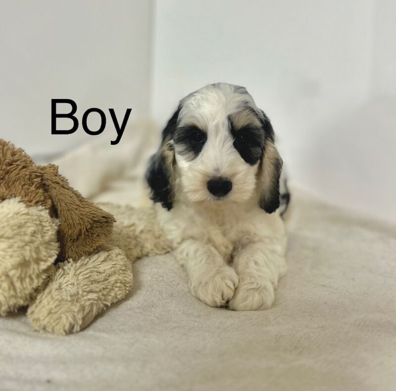 Cockapoo puppies for sale in Wisbech, Cambridgeshire – 8 weeks old