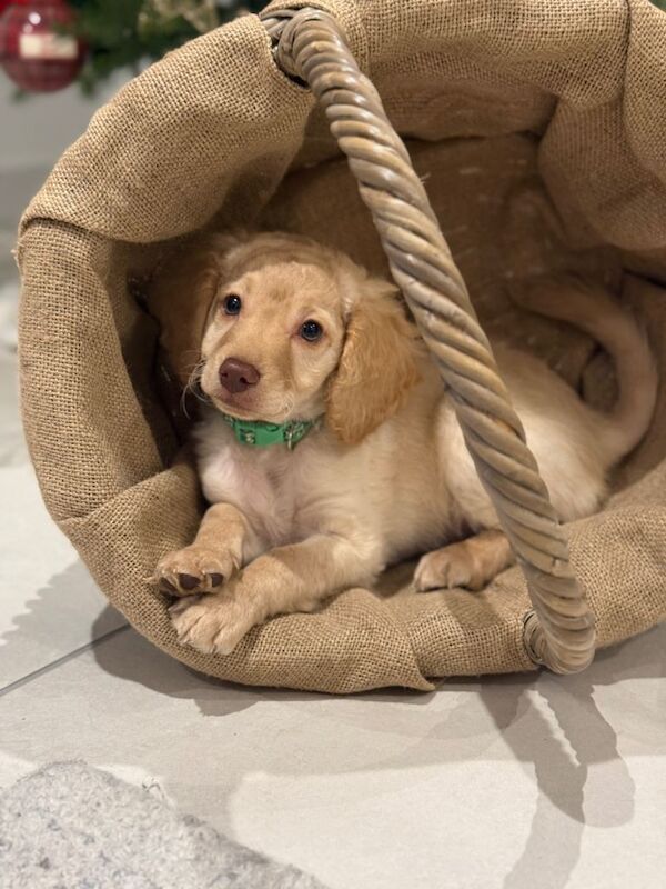 Cockapoo puppies for sale in York, North Yorkshire – 11 weeks old