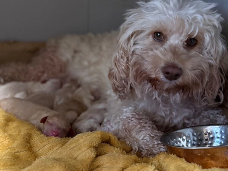 Cockapoo puppies for sale in York, North Yorkshire – 12 weeks old - Image 2 of 4
