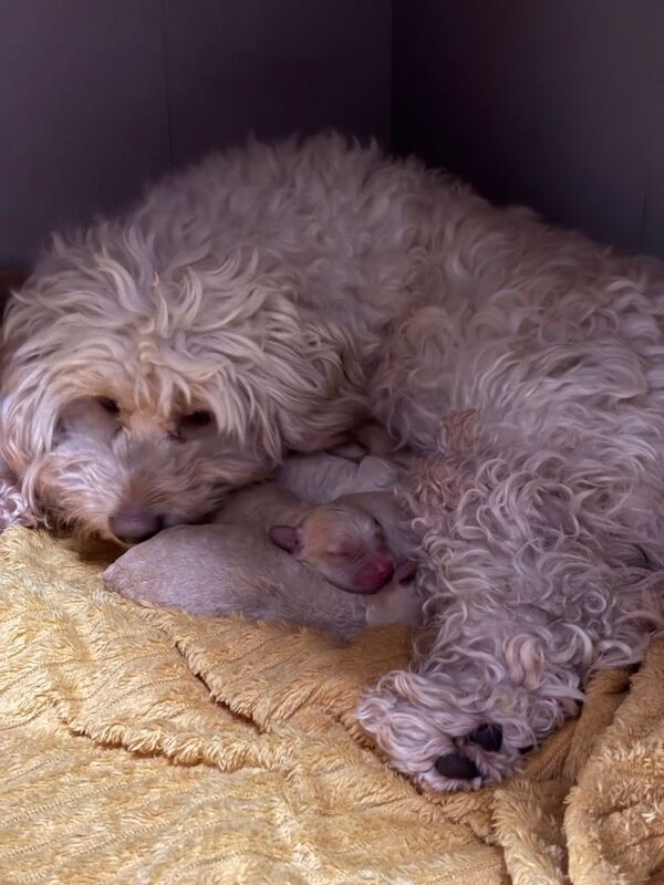 Cockapoo puppies for sale in York, North Yorkshire – 12 weeks old - Image 3 of 4