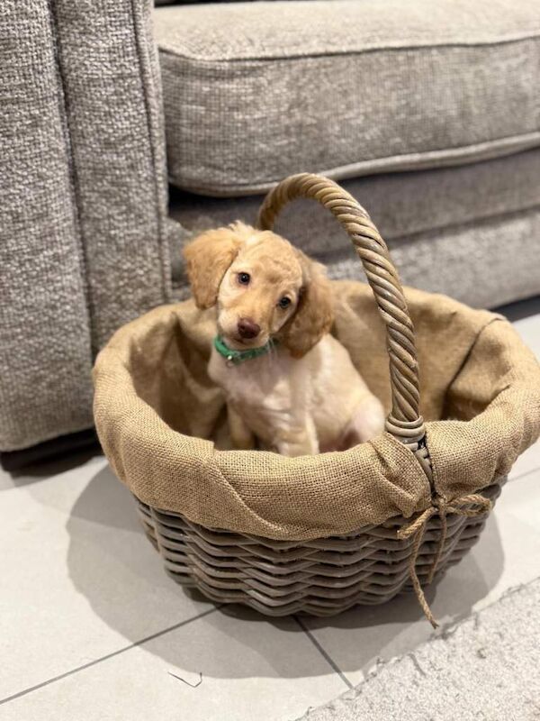 Cockapoo puppies for sale in York, North Yorkshire – 12 weeks old - Image 4 of 4
