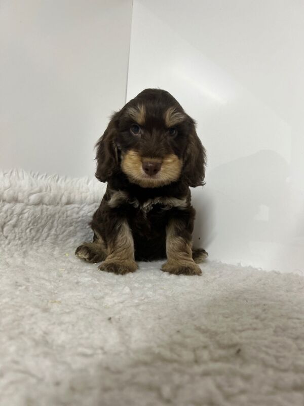 Cockapoo puppies for sale in Wisbech, Cambridgeshire – 9 weeks old - Image 4 of 5