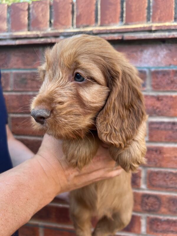 Cockapoo puppies for sale in Shrewsbury, Shropshire – 9 weeks old - Image 3 of 3