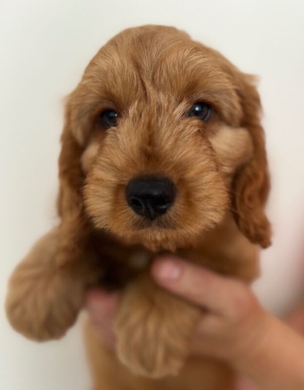 Red Cockapoo puppies for sale in Shrewsbury, Shropshire – 9 weeks old