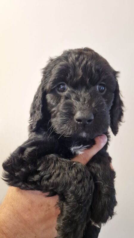1 cockapoo puppy ready now for sale in Little Hulton, Greater Manchester
