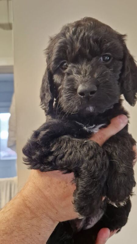 1 cockapoo puppy ready now for sale in Little Hulton, Greater Manchester | Image 2