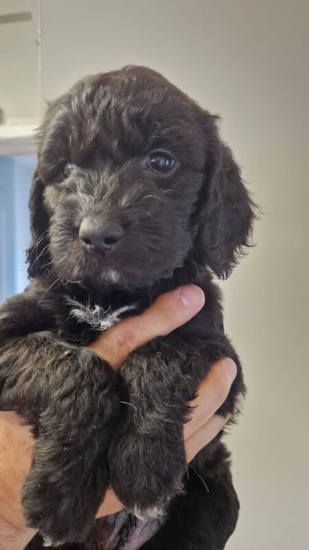 1 cockapoo puppy ready now for sale in Little Hulton, Greater Manchester | Image 3