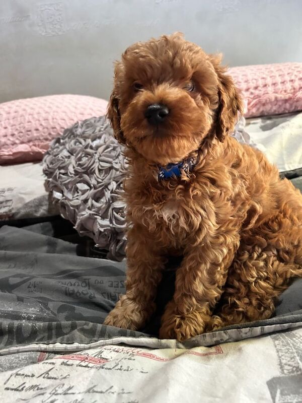 Cockapoo Puppies For Sale Under £1,000