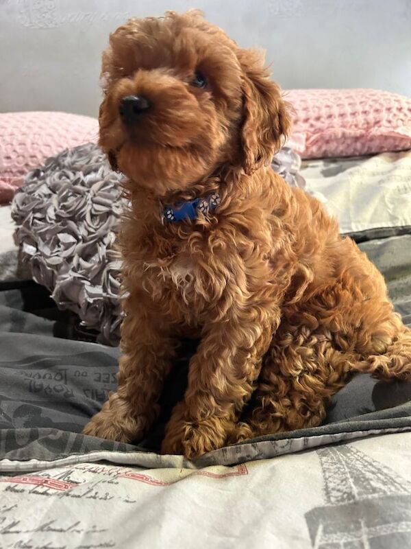2 ginger male & 1 ginger female cockapoos for sale - Image 2 of 4