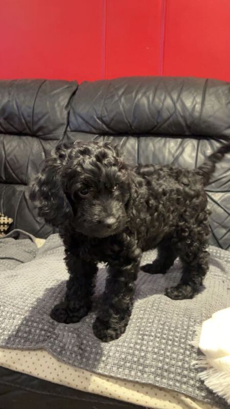 Cockapoo puppies for sale in Tilbury, Essex ā 9 weeks old