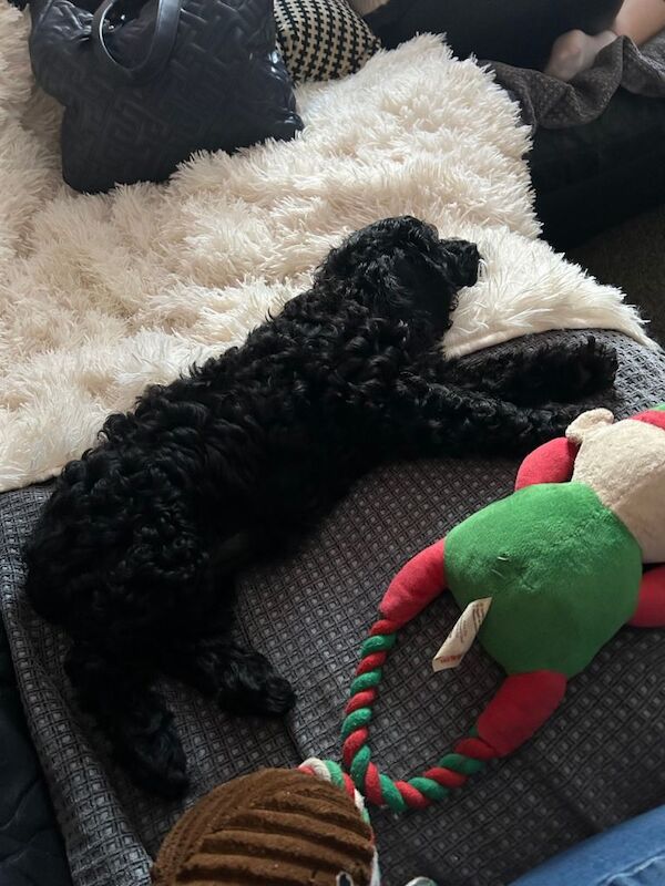 Cockapoo puppies for sale in Tilbury, Essex – 9 weeks old - Image 3 of 6