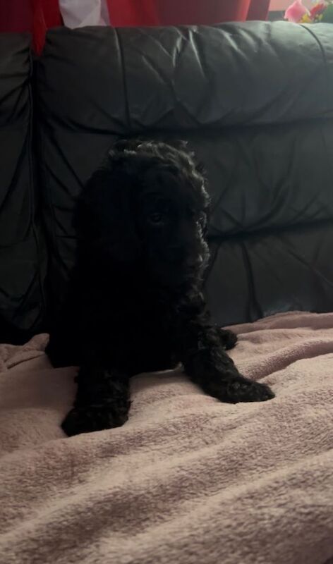 Cockapoo puppies for sale in Tilbury, Essex – 9 weeks old - Image 6 of 6