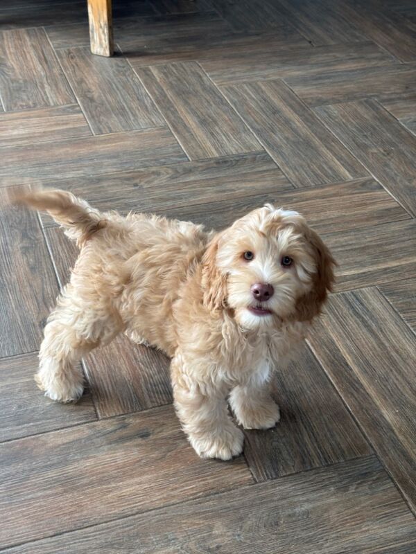 Cockapoo puppies for sale in Wisbech, Cambridgeshire – 3 months old - Image 4 of 7