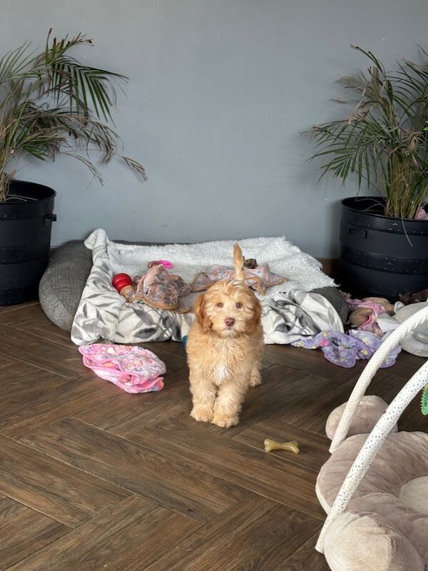Cockapoo puppies for sale in Wisbech, Cambridgeshire – 3 months old - Image 5 of 7