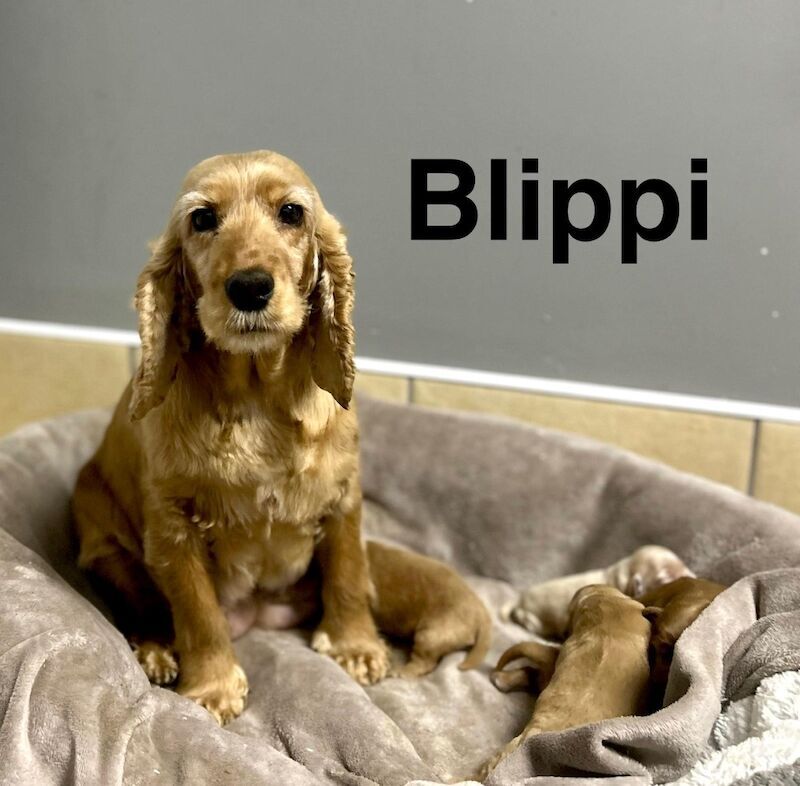 1 gorgeous apricot girl ready for a sofa 