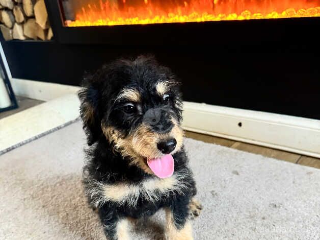 Cockapoo puppies for sale in Canterbury, Kent – 1 year old - Image 3 of 5