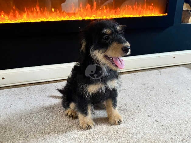 Cockapoo puppies for sale in Canterbury, Kent – 1 year old - Image 4 of 5