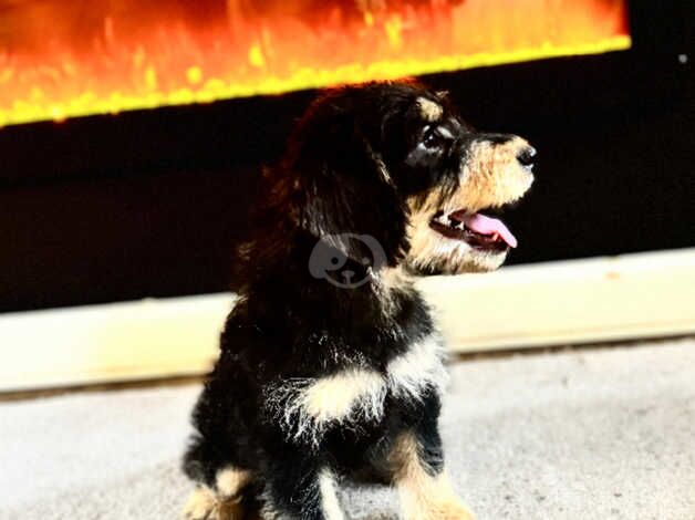 Cockapoo puppies for sale in Canterbury, Kent – 1 year old - Image 5 of 5