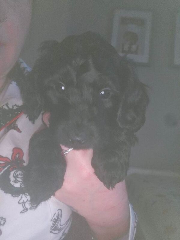 Cockapoo puppies for sale in Lincoln, Lincolnshire – 7 weeks old