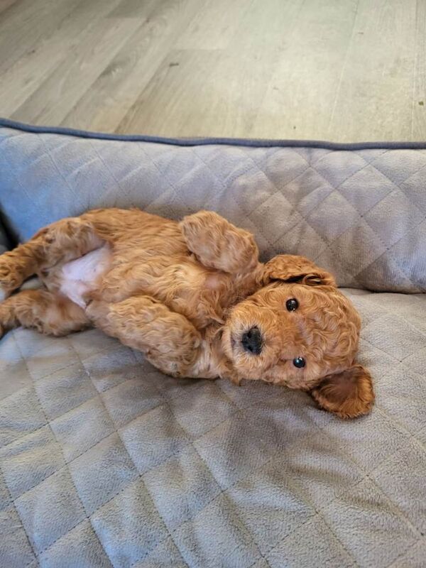 Cockapoo puppies for sale in Lincoln, Lincolnshire – 7 weeks old - Image 2 of 4