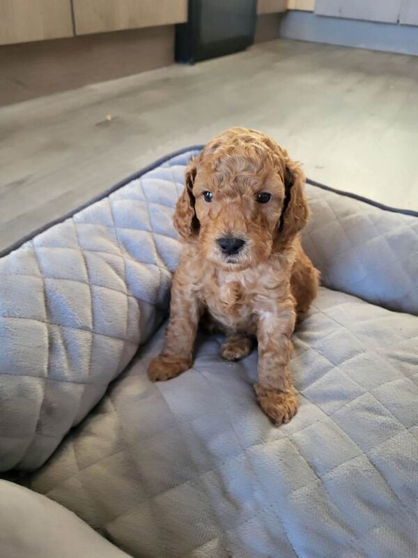 Cockapoo puppies for sale in Lincoln, Lincolnshire – 7 weeks old - Image 3 of 4
