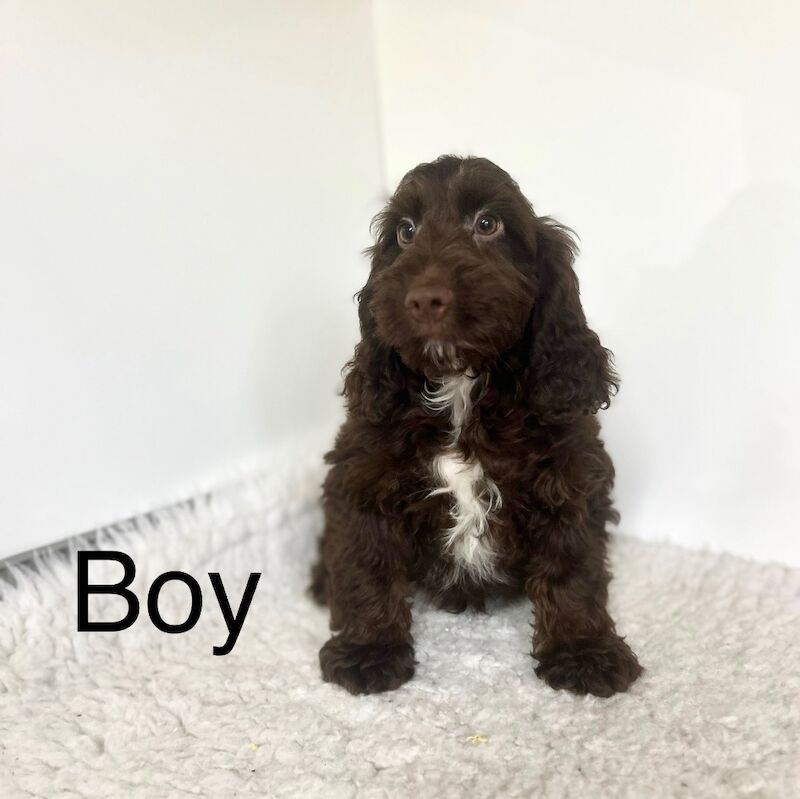 Cockapoo puppies for sale in Wisbech, Cambridgeshire – 3 months old