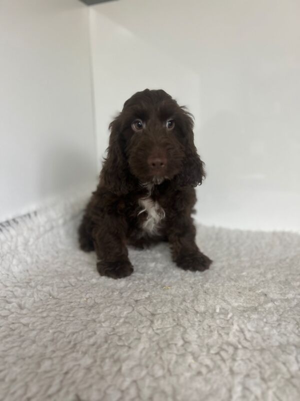Cockapoo puppies for sale in Wisbech, Cambridgeshire – 3 months old - Image 2 of 5