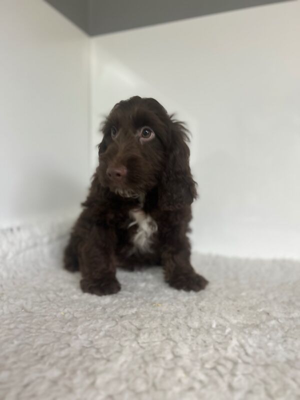Cockapoo puppies for sale in Wisbech, Cambridgeshire – 3 months old - Image 3 of 5