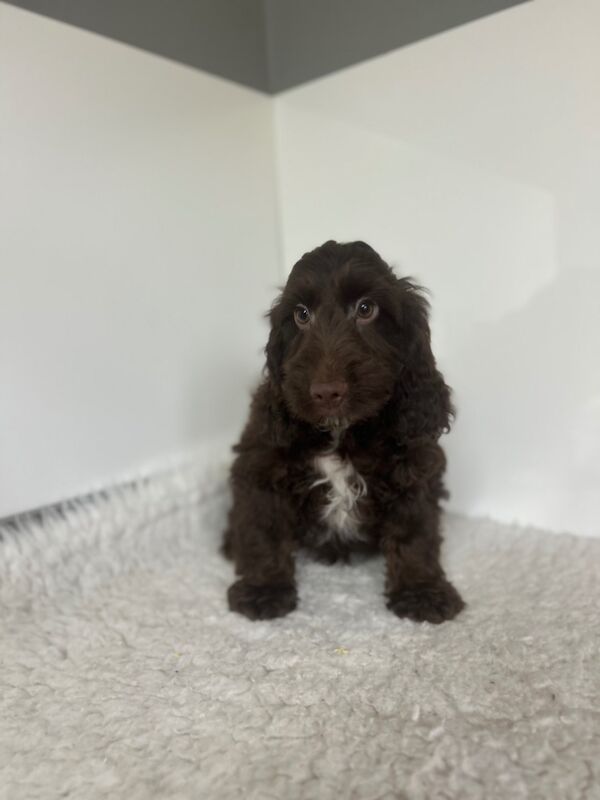 Cockapoo puppies for sale in Wisbech, Cambridgeshire – 3 months old - Image 4 of 5