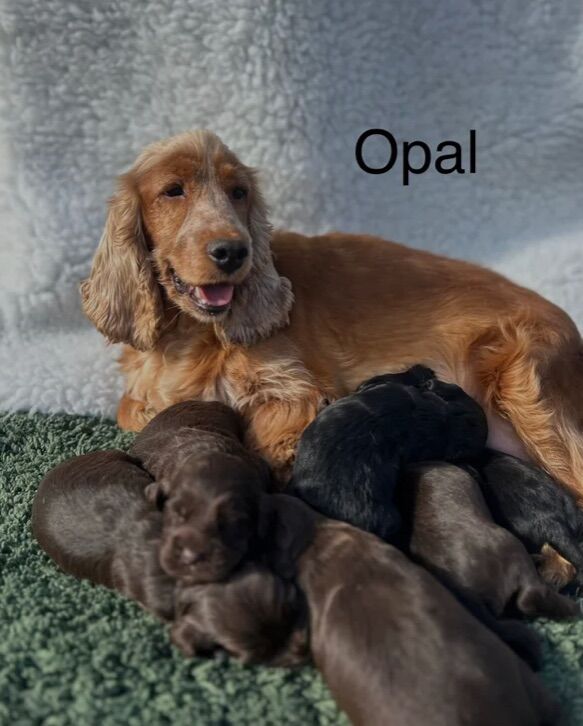 Cockapoo puppies for sale in Wisbech, Cambridgeshire – 3 months old - Image 5 of 5